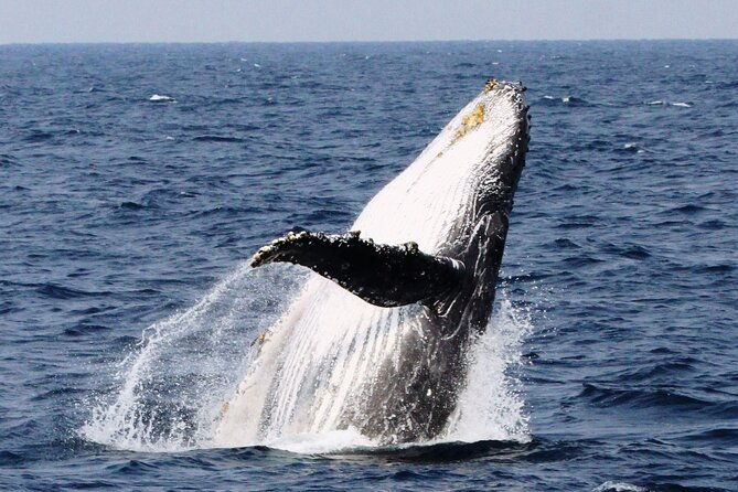 whale-watching-in-okinawa