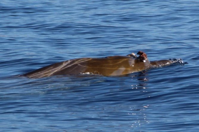 whale-watching-in-tenerife