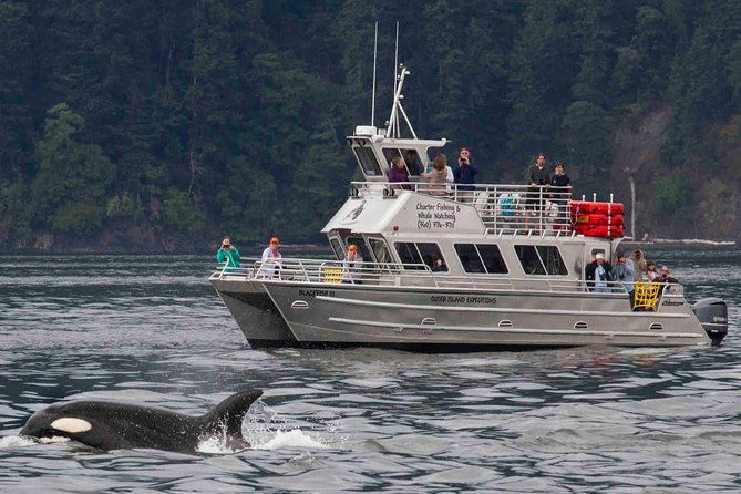 whale-watching-tour-from-anacortes