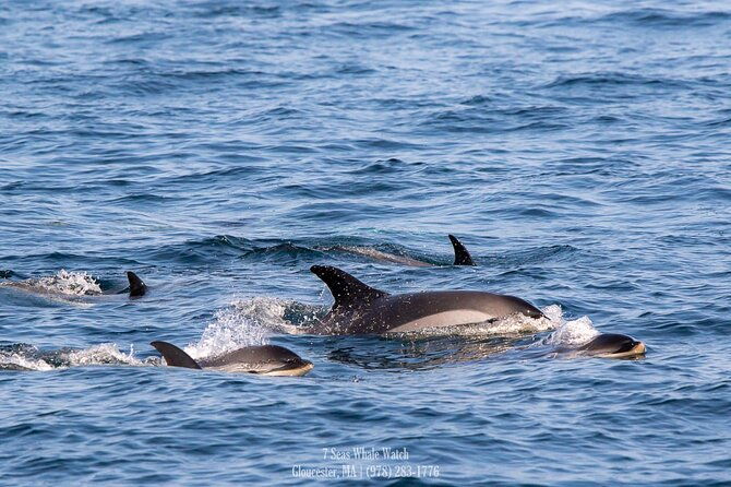 whale-watching-trips-to-stellwagen-bank-marine-sanctuary-guaranteed-sightings