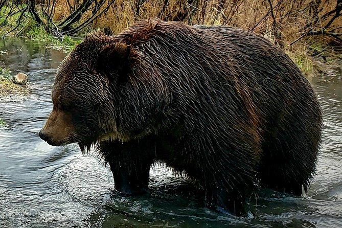 wilderness-wildlife-glacier-experience-from-anchorage