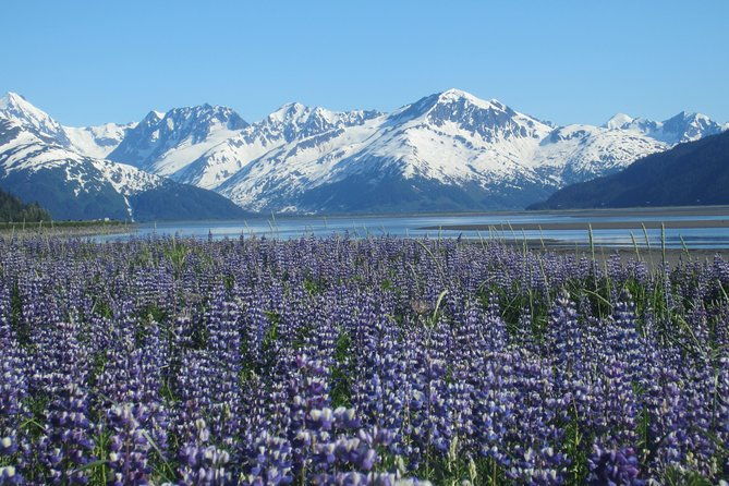 wildlife-and-glaciers-with-a-walk-in-the-rainforest