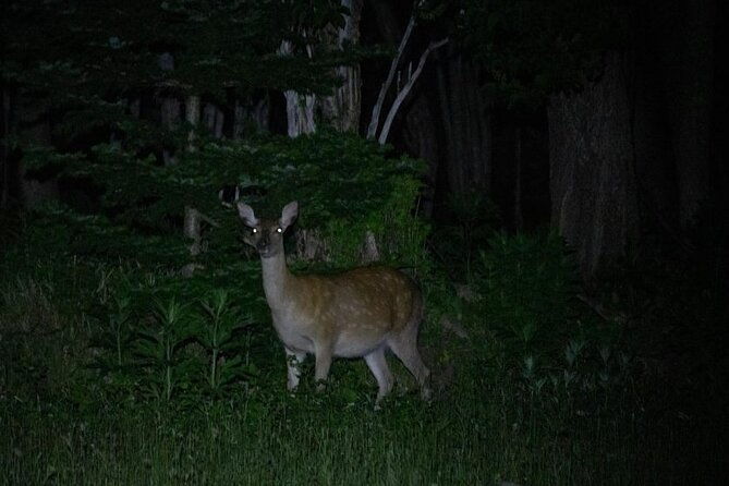 wildlife-night-drive-in-shiretoko-national-park