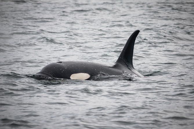 wildlife-viewing-and-whale-watching-quest