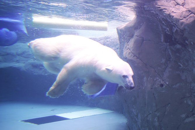 winter-asahiyama-zoo-and-blue-pond-aoi-ike-1-day-bus-tour