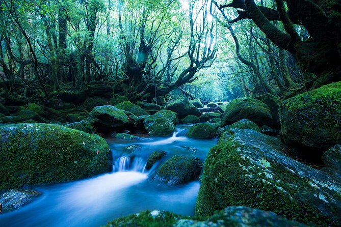 yakushima-private-island-sights-tour-with-english-speaking-guide