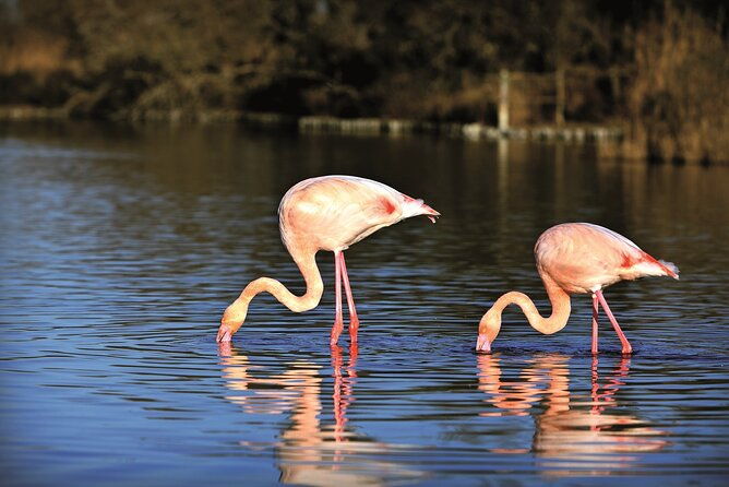 3-5-hour-camargue-4x4-safari-from-le-grau-du-roi