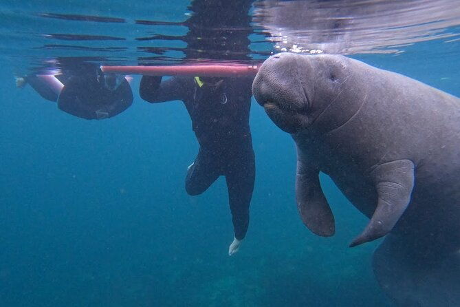 3-hour-small-group-all-inclusive-manatee-swim-with-photo-package
