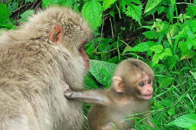 1-day-private-snow-monkey-zenkoji-temple-saketasting-naganotour