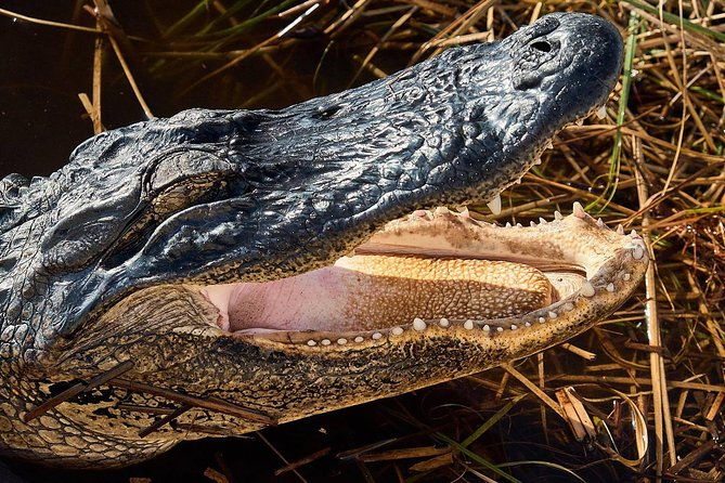 1-hour-air-boat-ride-and-nature-walk-with-naturalist-in-everglades-national-park