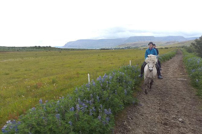 1-hour-private-horse-riding-tour-from-reykjavik-mosfellsbaer