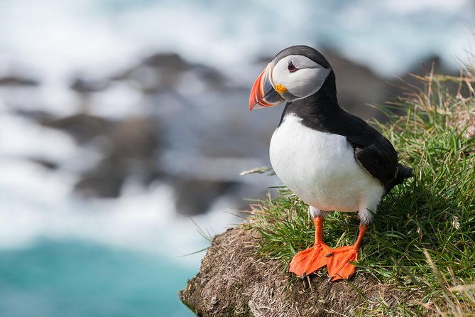 1-hour-small-group-sightseeing-boat-tour-in-vestmannaeyjar