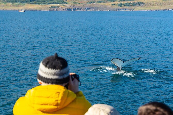 100-whale-watching