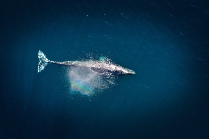 2-hour-whale-watching-from-oahu