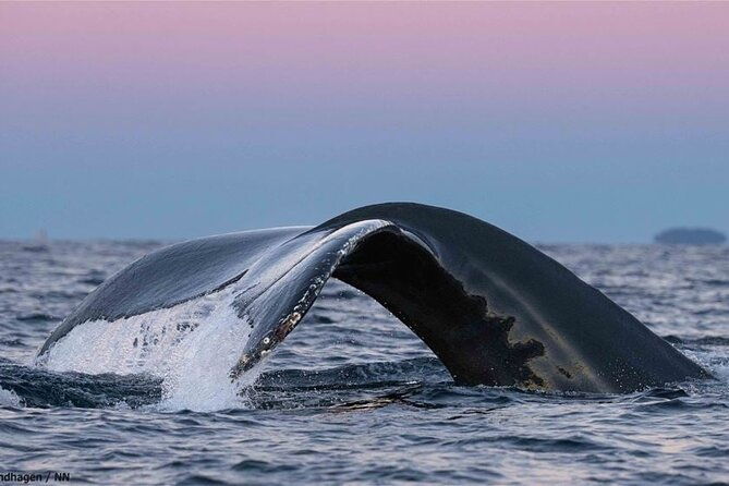 24hr-northern-lights-whale-watching-cruise