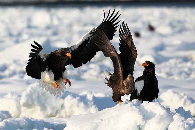 2hours-drift-ice-walk-guided-tour-in-shiretoko-national-park