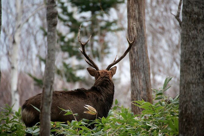 3-5hours-primeval-forest-snowshoe-hike-and-wildlife-watching-tour