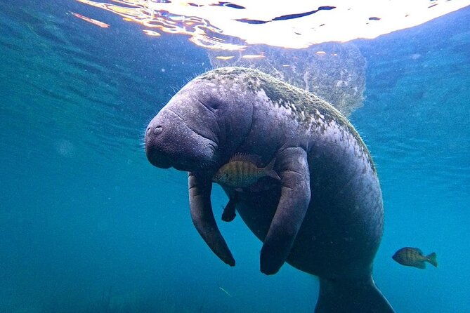 3-hour-small-group-all-inclusive-manatee-swim-with-photo-package