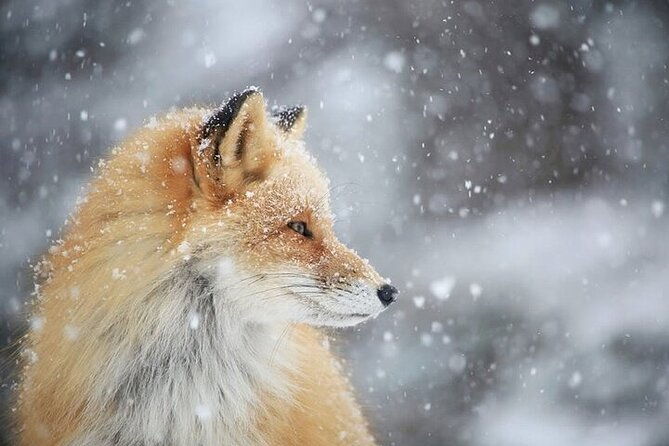 3-hours-snowshoe-hike-to-furepe-fall-and-wildlife-watching