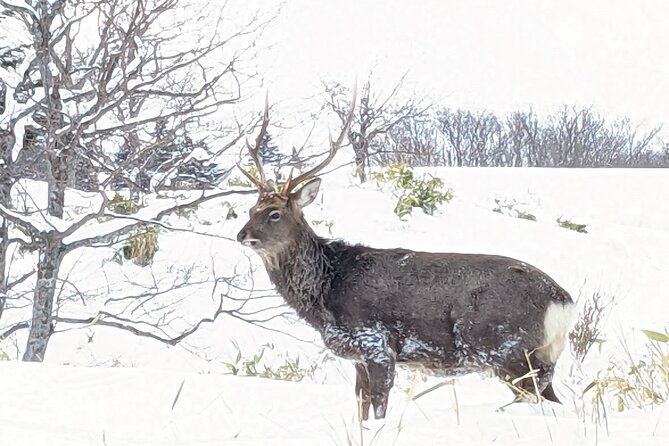 4-5-hours-snowshoe-hike-in-shiretoko-five-lakes