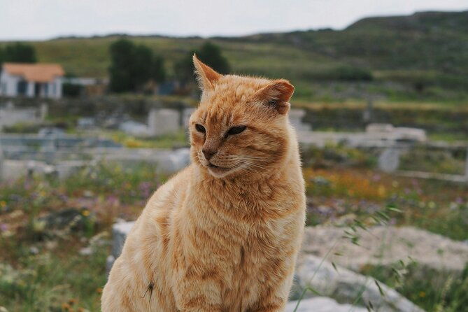 4hours-mykonos-adventure-walk-in-town-minivan-countryside-tour