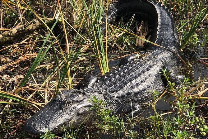 90-minute-everglades-airboat-tour-near-orlando-florida