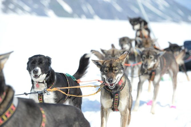alaska-helicopter-and-glacier-dogsled-tour-anchorage-area