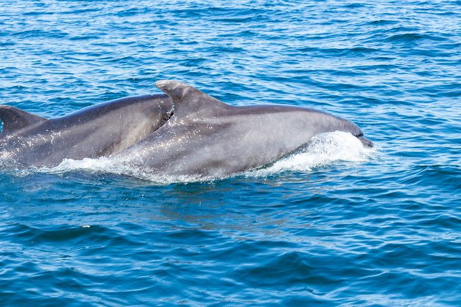 albufeira-dolphins-and-caves-private-tour