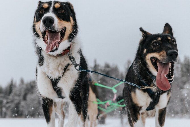 arctic-animals-adventure-with-lunch-buffet