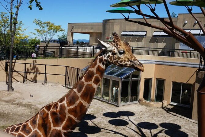 asahiyama-zoo-one-day-tour