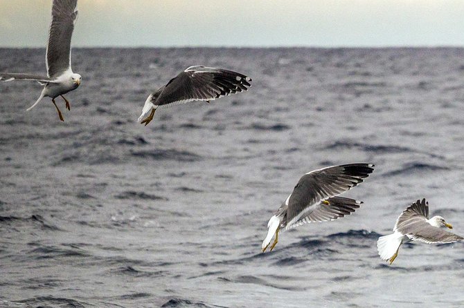 azores-marine-birdwatching-expedition