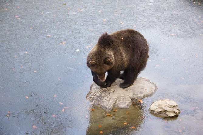 bearwatching-hiking-day-tour-in-high-tatras-from-poprad