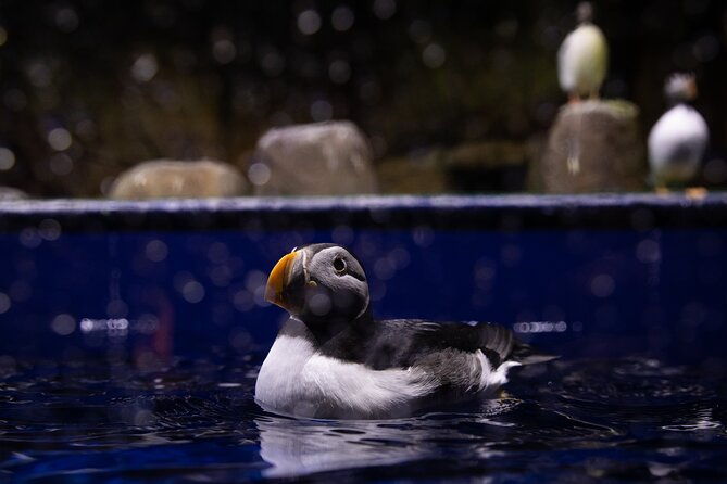 beluga-and-puffin-sanctuary-visitor-centre-with-aquarium
