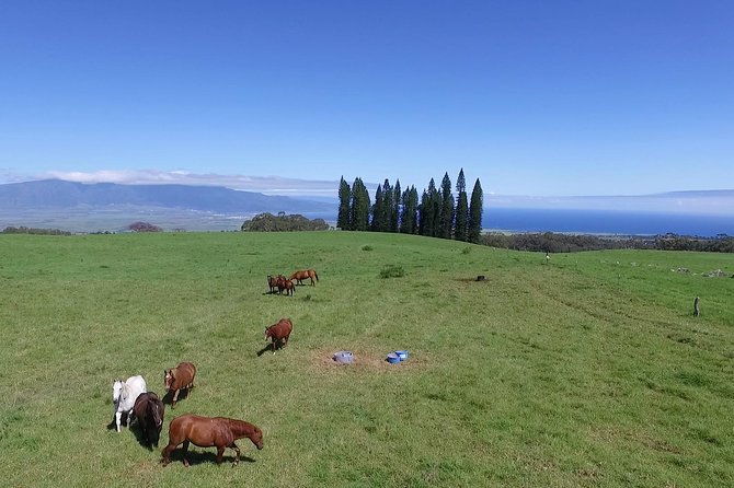 best-haleakala-downhill-self-guided-bike-tour-with-maui-sunriders