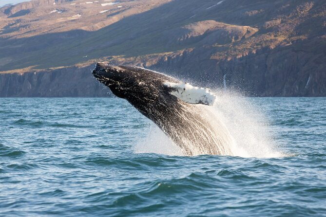big-whales-puffins-rib-boat-tour-from-husavik