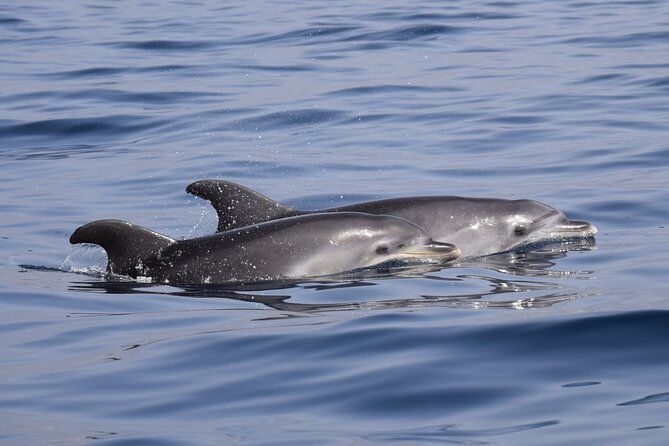 bonadea-ii-ecological-whale-watching-2-hours