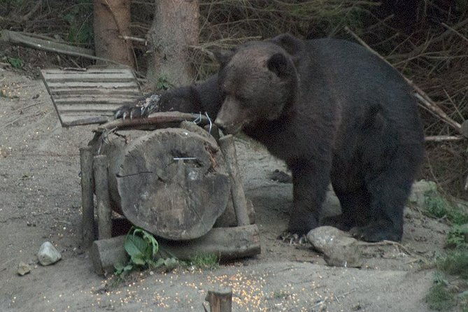brown-bears-in-the-wild-no-fence