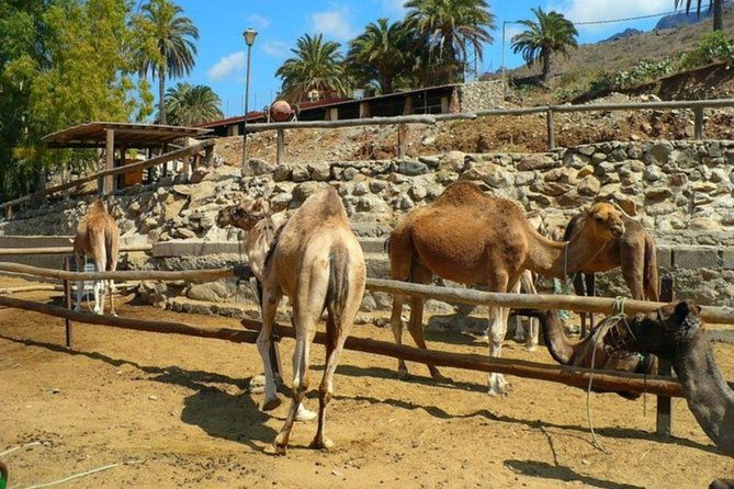 camel-safari-through-the-dunes-of-maspalomas