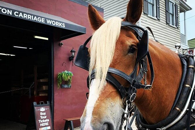 charlestons-historic-residential-horse-and-carriage-tour