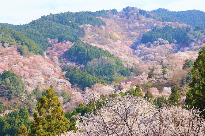 cherry-blossom-buddha-and-mt-yoshino-with-strawberry-picking-tour
