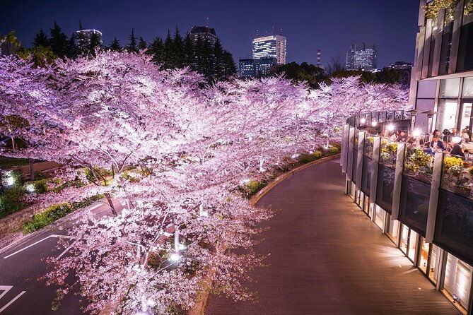 cherry-blossom-private-tour
