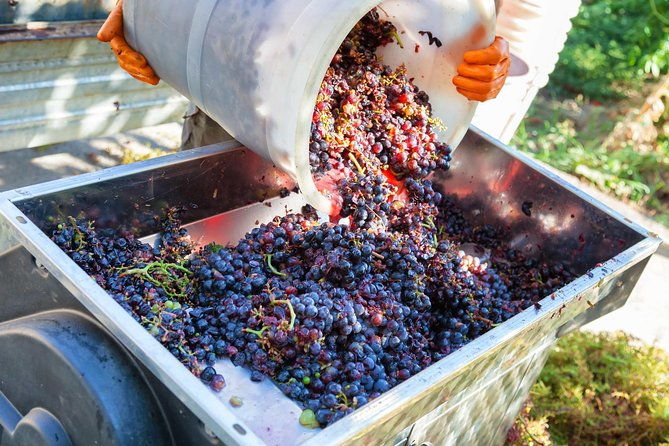 chianti-half-day-wine-tour-in-the-tuscans-hills-from-pisa