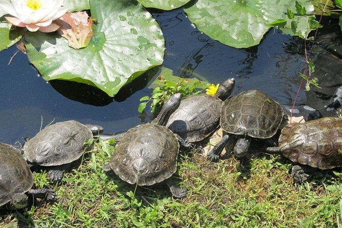 corsica-a-cupulatta-turtle-park-skip-the-line-admission-ticket
