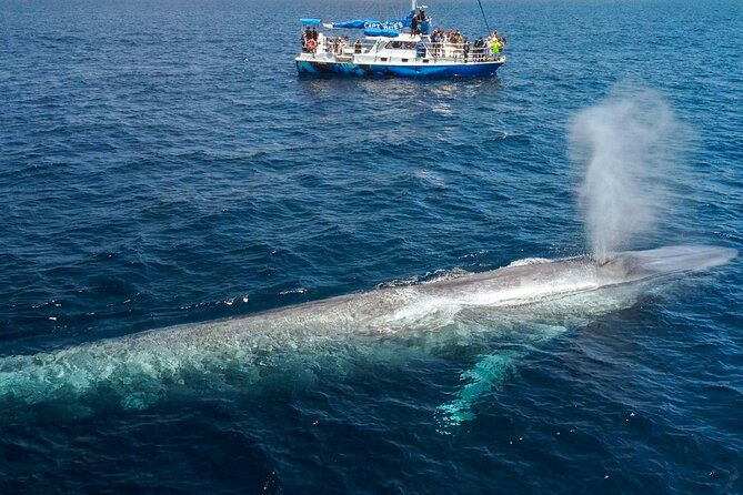 dana-point-dolphin-and-whale-watching-eco-safari