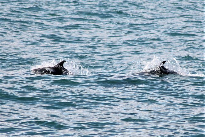 deluxe-whale-watching-and-whales-of-iceland-exhibition-combo-from-reykjavik