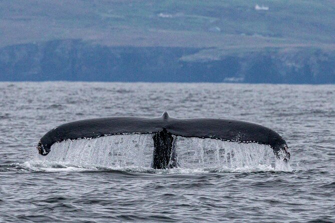 dingle-boat-tours-wildlife-rib-adventure