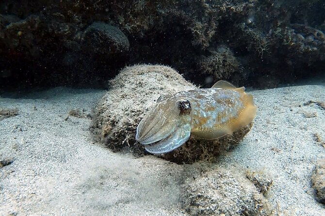 discover-scuba-diving-in-costa-calma