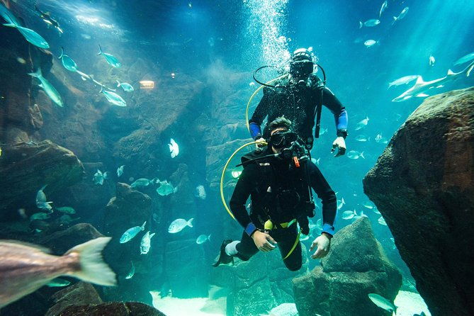diving-in-the-madeira-aquarium