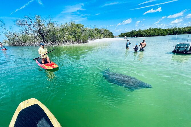 dolphin-and-manatee-adventure-tour-of-fort-myers