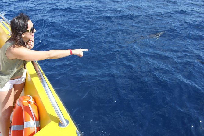 dolphin-mini-cruise-at-playa-del-carmen